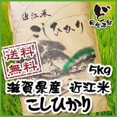 ☆新米☆　【送料無料】　令和6年　滋賀県産　近江米　こしひかり　5kg